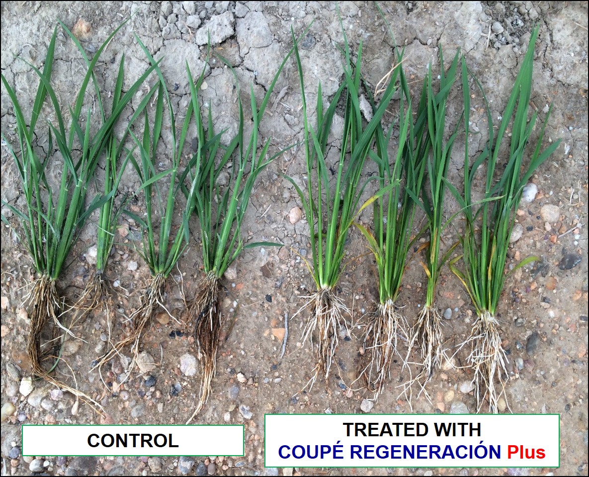 Comparation of rice plants treated with COUPE REGENERACION Plus and control